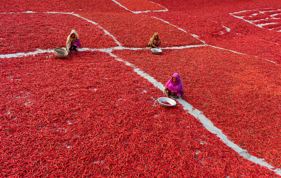 Bogura Bangladesh 13 February 2017 View of women sitting and sorting red chilies spread out to dry on the ground under the bright sun. Bogura Bangladesh 13 February 2017 View of women sitting and sorting red chilies spread out to dry on the ground under the bright sun.