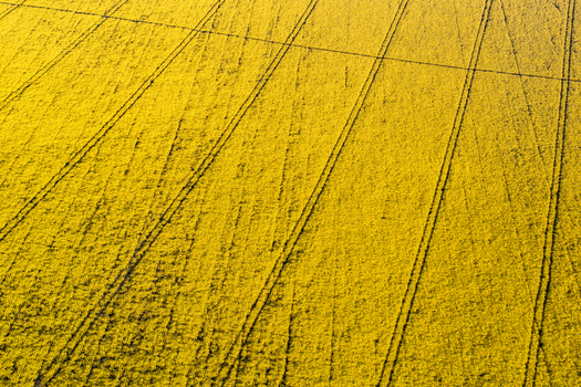 Aerial view of vibrant yellow rapeseed fields with geometric tractor tracks under bright daylight in Nuffield Oxfordshire United Kingdom. Aerial view of vibrant yellow rapeseed fields with geometric tractor tracks under bright daylight in Nuffield Oxfordshire United Kingdom.