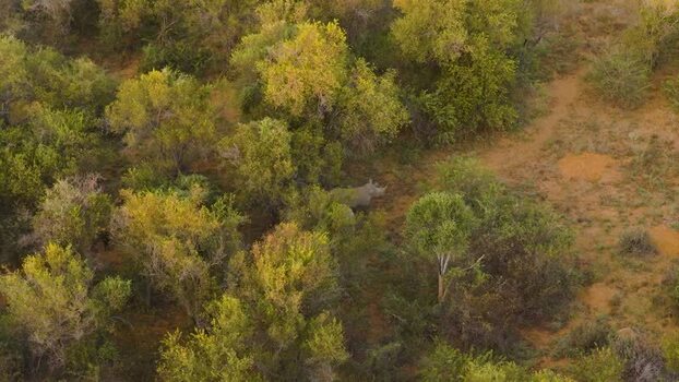 Aerial view of a rhinoceros in the bushveld South Africa.