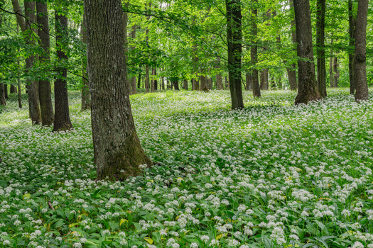 View of a lush forest floor covered in blooming wild garlic flowers among tall deciduous trees in the Male Karpaty mountains near Driny cave in Smolenice Trnava Region Slovakia. View of a lush forest floor covered in blooming wild garlic flowers among tall deciduous trees in the Male Karpaty mountains near Driny cave in Smolenice Trnava Region Slovakia.