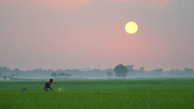 View of a farmer spraying crops in a rice field at sunset Bangladesh. View of a farmer spraying crops in a rice field at sunset Bangladesh.