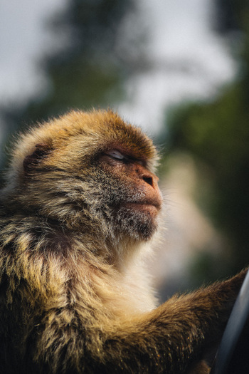 View of a golden furred Barbary macaque eyes closed in serene repose against a backdrop of verdant foliage and diffused light Gibraltar Gibraltar. View of a golden furred Barbary macaque eyes closed in serene repose against a backdrop of verdant foliage and diffused light Gibraltar Gibraltar.