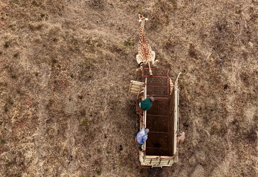 Aerial view of a male giraffe exiting a wildlife transport trailer during a game capture and relocation operation with the capture team standing by in Modimolle Limpopo South Africa. Aerial view of a male giraffe exiting a wildlife transport trailer during a game capture and relocation operation with the capture team standing by in Modimolle Limpopo South Africa.