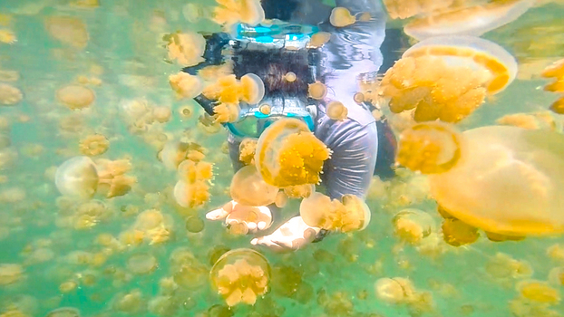 View of a snorkeler surrounded by golden jellyfish in the clear water of Kakaban Lake in Kecamatan Teluk Bayur Kalimantan Timur Indonesia.