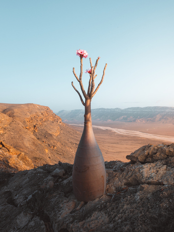 View of a blooming Desert Rose tree with its unique bulbous trunk and delicate pink flowers perched on a rugged rocky cliff overlooking an arid landscape in Socotra Yemen. View of a blooming Desert Rose tree with its unique bulbous trunk and delicate pink flowers perched on a rugged rocky cliff overlooking an arid landscape in Socotra Yemen.