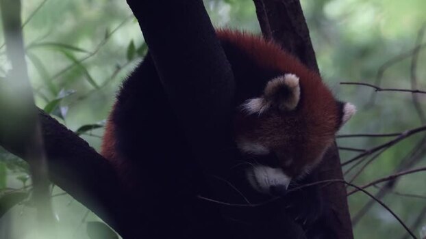 View of a red panda sleeping in a tree in China. View of a red panda sleeping in a tree in China.