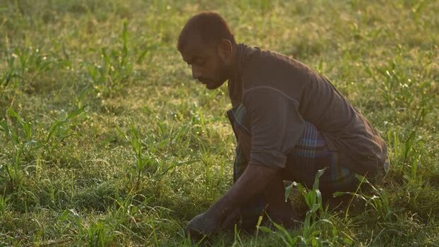 View of a farmer working in a green field in Bogura Bangladesh. View of a farmer working in a green field in Bogura Bangladesh.