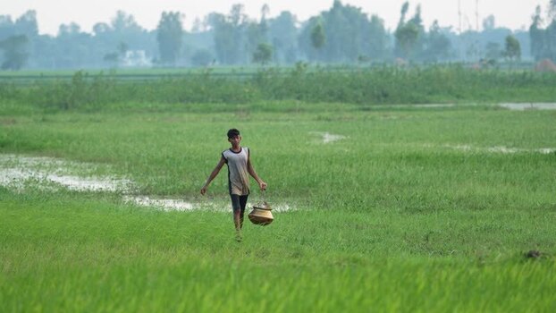 View of a young man walking through green rice fields Bangladesh. View of a young man walking through green rice fields Bangladesh.