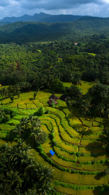 Aerial view of terraced rice fields surrounded by lush tropical forest and palm trees with mountains under a cloudy sky Barsen Goa India.