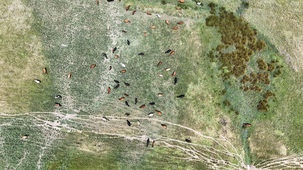 Aerial view of a herd of cattle grazing in a green pasture with dirt tracks and scattered bushes in Bloemfontein Free State South Africa. Aerial view of a herd of cattle grazing in a green pasture with dirt tracks and scattered bushes in Bloemfontein Free State South Africa.