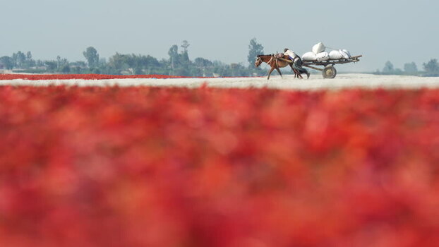 View of a worker with a horse cart in a chili field Bangladesh. View of a worker with a horse cart in a chili field Bangladesh.