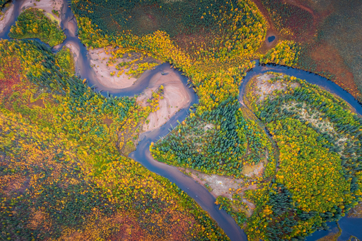 Aerial view of a winding river meandering through a vibrant autumn forest with yellow and green trees and sandy banks in Coldfoot Alaska United States.
