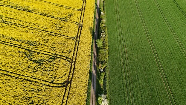 Aerial view of a vibrant yellow rapeseed field and a lush green agricultural field separated by a narrow dirt road in Butlar Thuringia Germany. Aerial view of a vibrant yellow rapeseed field and a lush green agricultural field separated by a narrow dirt road in Butlar Thuringia Germany.