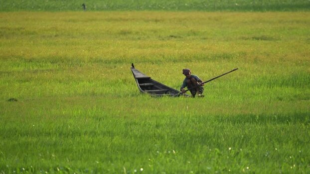 View of a fisherman in a wooden boat in a green field Bangladesh.