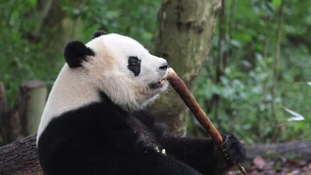 View of a giant panda eating bamboo in Chengdu China. View of a giant panda eating bamboo in Chengdu China.