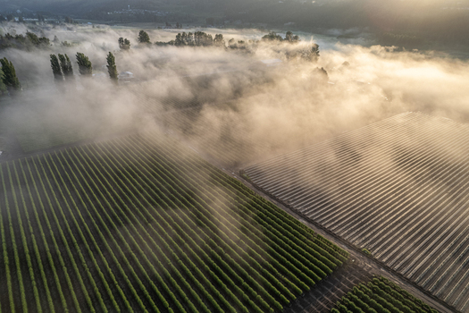 Aerial view of agricultural crop fields shrouded in thick morning fog during a golden sunrise Alderton Washington United States. Aerial view of agricultural crop fields shrouded in thick morning fog during a golden sunrise Alderton Washington United States.