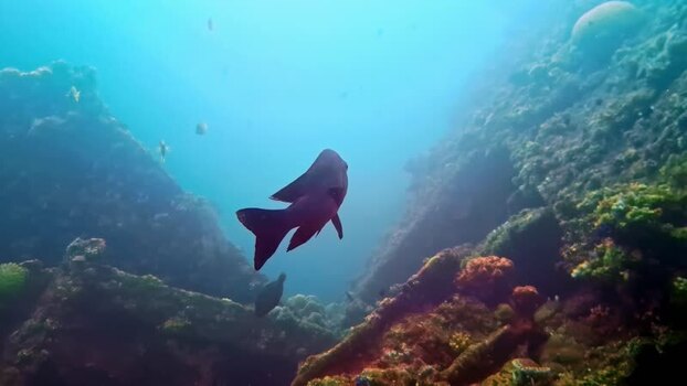 View of fish swimming near a coral reef in Bali Indonesia.
