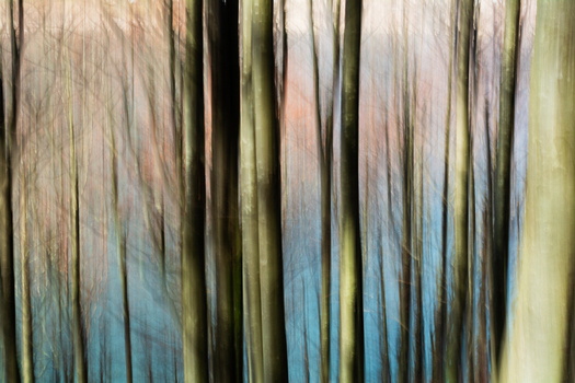 View of blurred tree trunks create vertical lines of brown green and blue hues in the forest near Passo del Lagastrello Comano Tuscany Italy. View of blurred tree trunks create vertical lines of brown green and blue hues in the forest near Passo del Lagastrello Comano Tuscany Italy.