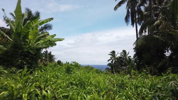 View of a dirt path and ocean vista Pitcairn Islands.