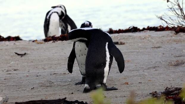 View of Stoney Point Penguin Colony South Africa. View of Stoney Point Penguin Colony South Africa.
