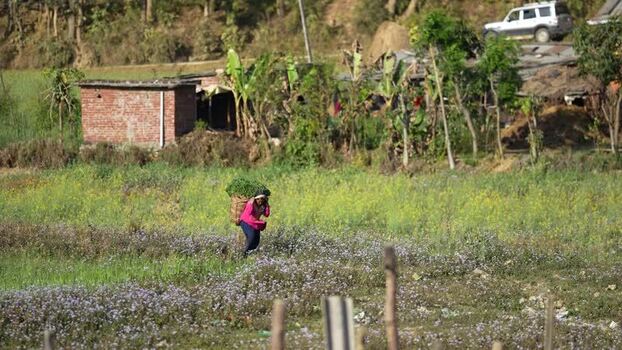 View of a woman carrying a basket through a flowering field Nepal. View of a woman carrying a basket through a flowering field Nepal.