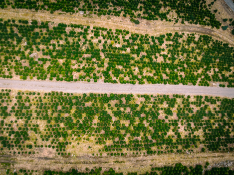 Aerial view of a Christmas tree plantation with rows of young evergreen trees separated by a dirt path in Rogaland Norway.