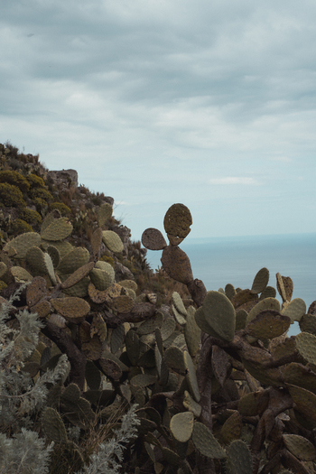 View of prickly pear cacti cling to the rugged hillside overlooking the serene blue sea under a cloudy sky Taormina Sicily Italy. View of prickly pear cacti cling to the rugged hillside overlooking the serene blue sea under a cloudy sky Taormina Sicily Italy.