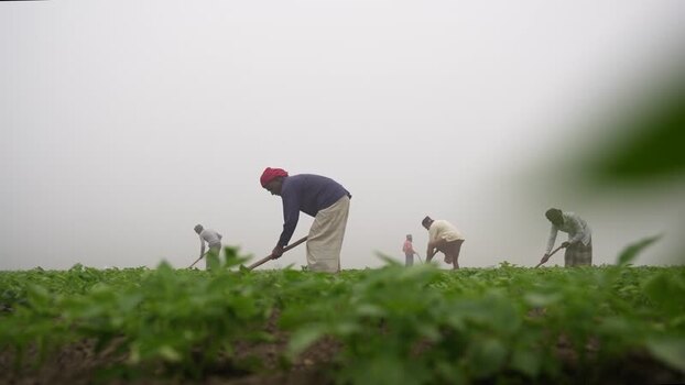 View of farmers working in a green field under a foggy sky Bangladesh. View of farmers working in a green field under a foggy sky Bangladesh.