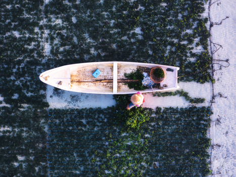 Aerial view of a lone figure tending to seaweed farm plots punctuated by a rustic boat against the contrasting turquoise shallows Lembongan Bali Indonesia. Aerial view of a lone figure tending to seaweed farm plots punctuated by a rustic boat against the contrasting turquoise shallows Lembongan Bali Indonesia.