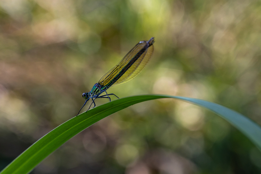 View of a damselfly with iridescent blue body and translucent wings resting on a green blade of grass in a meadow in Wittenheim Grand Est France. View of a damselfly with iridescent blue body and translucent wings resting on a green blade of grass in a meadow in Wittenheim Grand Est France.