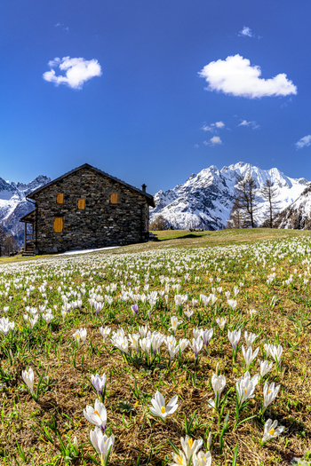 View of a traditional stone hut in a meadow of blooming white crocuses with snow capped mountains under a blue sky in Chiesa in Valmalenco Lombardy Italy. View of a traditional stone hut in a meadow of blooming white crocuses with snow capped mountains under a blue sky in Chiesa in Valmalenco Lombardy Italy.