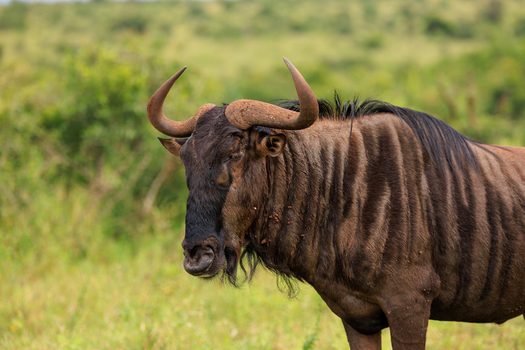 View of a blue wildebeest with curved horns standing in the lush green savanna of Kruger National Park Skukuza Mpumalanga South Africa. View of a blue wildebeest with curved horns standing in the lush green savanna of Kruger National Park Skukuza Mpumalanga South Africa.