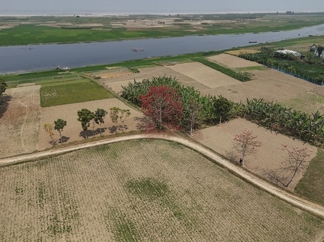 Aerial view of agricultural fields a dirt road and a river flowing through the landscape with a vibrant red flowering tree in Kushtia District Khulna Division Bangladesh. Aerial view of agricultural fields a dirt road and a river flowing through the landscape with a vibrant red flowering tree in Kushtia District Khulna Division Bangladesh.