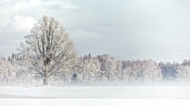 View of a snow covered tree in a winter landscape in Latvia.