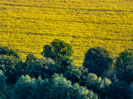 Aerial view of a bright yellow rapeseed field bordered by a lush line of green trees under soft daylight in the countryside of Nuffield Oxfordshire United Kingdom. Aerial view of a bright yellow rapeseed field bordered by a lush line of green trees under soft daylight in the countryside of Nuffield Oxfordshire United Kingdom.