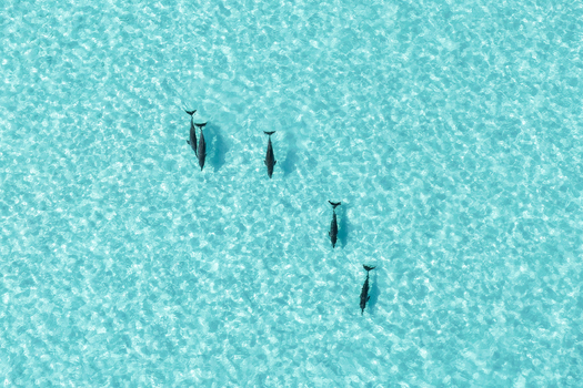 Aerial view of a pod of dolphins swimming through crystal clear turquoise ocean water with sunlight reflecting on the surface Vashafaru Haa Alif Atoll Maldives. Aerial view of a pod of dolphins swimming through crystal clear turquoise ocean water with sunlight reflecting on the surface Vashafaru Haa Alif Atoll Maldives.