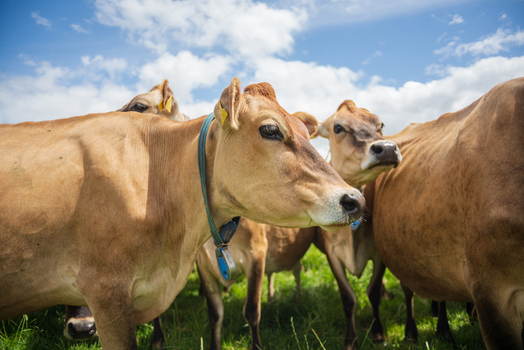 View of a herd of brown cows grazing in a lush green pasture under a bright blue sky in Looe Cornwall United Kingdom. View of a herd of brown cows grazing in a lush green pasture under a bright blue sky in Looe Cornwall United Kingdom.