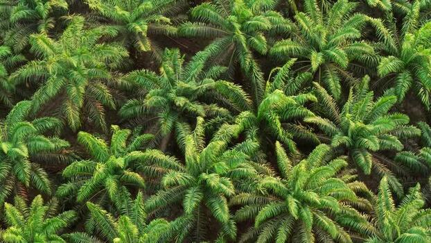 Aerial view of oil palm plantation in Anggana Indonesia. Aerial view of oil palm plantation in Anggana Indonesia.