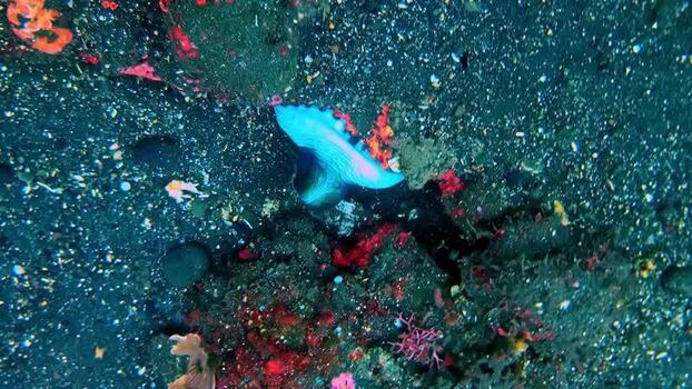 View of a vibrant blue nudibranch on the seabed in Indonesia.