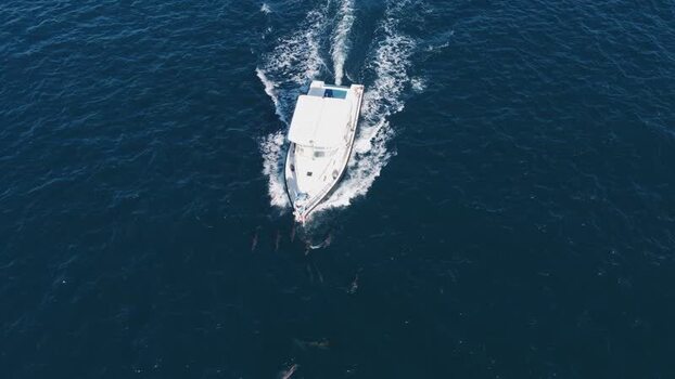 Aerial view of a white boat cruising with dolphins in the ocean Maldives.