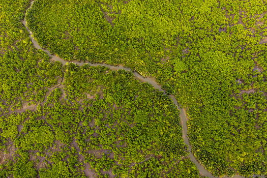 Aerial view of a winding river flowing through a dense green mangrove forest in Opobo Town Rivers Nigeria. Aerial view of a winding river flowing through a dense green mangrove forest in Opobo Town Rivers Nigeria.