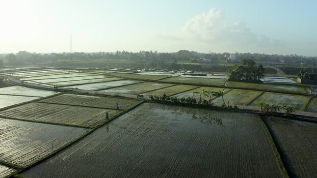 Aerial view of flooded rice paddies and palm trees in Bali Indonesia. Aerial view of flooded rice paddies and palm trees in Bali Indonesia.