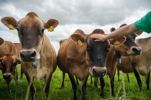 View of a group of brown cows in a lush green pasture in rural Cornwall with a person gently petting one of the cows on a bright summer day in Looe Cornwall United Kingdom. View of a group of brown cows in a lush green pasture in rural Cornwall with a person gently petting one of the cows on a bright summer day in Looe Cornwall United Kingdom.