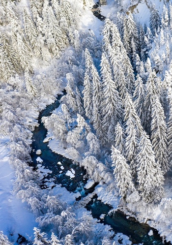 Aerial view of the snow covered Landwasser river winding through a dense winter forest in Bergun Filisur Grisons Switzerland. Aerial view of the snow covered Landwasser river winding through a dense winter forest in Bergun Filisur Grisons Switzerland.