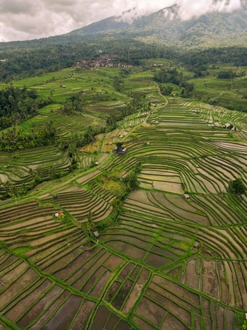 Aerial view of Tegallalang Rice Terrace with lush green terraced paddies irrigation channels and distant mountains under a cloudy sky in Kecamatan Tegallalang Bali Indonesia.
