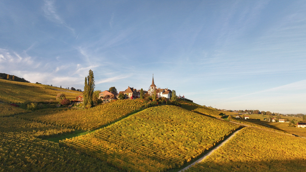 Aerial view of golden vineyards blanketing rolling hills under a serene sky with the village of Féchy crowned by its church spire Féchy Vaud Switzerland. Aerial view of golden vineyards blanketing rolling hills under a serene sky with the village of Féchy crowned by its church spire Féchy Vaud Switzerland.