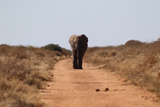 View of an African elephant walking along a dirt road in the dry savanna landscape of Tumbeta Private Game Reserve Thabazimbi Limpopo South Africa.