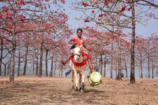 Sunamganj District Bangladesh 04 February 2026 View of a young boy riding a white horse and holding a green stool through the blooming Shimul Bagan silk cotton tree garden with red flowers. Sunamganj District Bangladesh 04 February 2026 View of a young boy riding a white horse and holding a green stool through the blooming Shimul Bagan silk cotton tree garden with red flowers.
