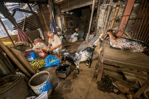 Dhaka Bangladesh 20 April 2026 View of an elderly man preparing produce in a rustic dim interior shared with two goats and contrasting rough textures.