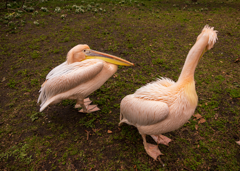 View of two great white pelicans standing on a grassy field with small white flowers in the background in London England United Kingdom. View of two great white pelicans standing on a grassy field with small white flowers in the background in London England United Kingdom.